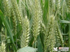 【小麦】种植小麦亩产700公斤，每亩要多少种子，农民朋友您知道吗