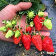 【草莓】吃草莓吐出几个籽，扔到花盆蹭蹭冒芽，阳台结出100个果子！