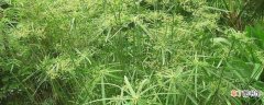 【养殖】水竹的养殖方法和注意事项：水培养殖方法，土培养殖方法