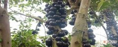 【葡萄】树葡萄怎么养：养殖环境，繁殖方法