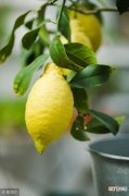 【盆栽】室内盆栽柠檬的种植管理方法