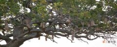 【树】香肠树怎么养殖养护：养殖方法，注意事项