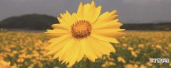 【养殖方法】黄金菊的养殖方法和注意事项：养殖的方法，注意事项