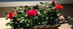 【养殖】迷你玫瑰的养殖方法：土壤配制，阳光给予