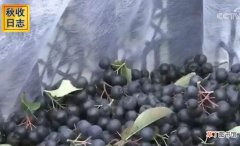 【种植】黑果腺肋花楸种植一亩纯收入8000元，不老莓铺就农民致富路！
