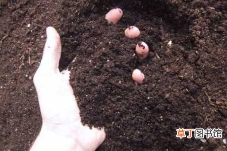 【养殖方法】宋梅的养殖方法和注意事项：土壤，光照