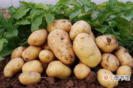 【施肥】种土豆个大的秘诀：适量施肥，及时浇水