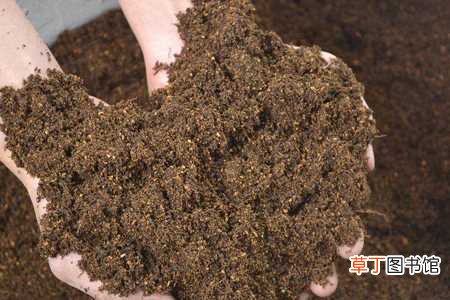 【养殖方法】黄角兰的养殖方法和注意事项：土壤，水分