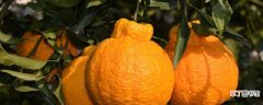 【价格】丑橘苗多少钱一棵：价格，种植方法