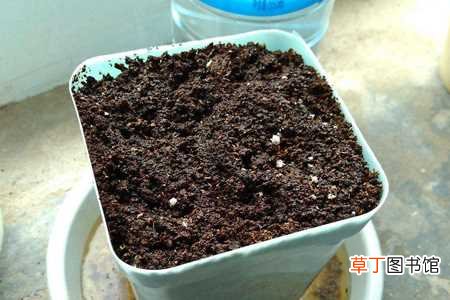【花】菠萝花的养殖方法和注意事项：土壤，温度