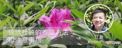 【养殖】锦绣杜鹃的养殖方法和注意事项：土壤，浇水