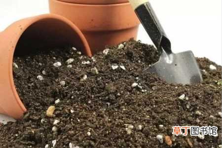 【养殖】锦绣杜鹃的养殖方法和注意事项：土壤，浇水