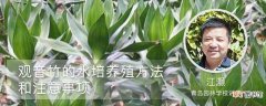 【水培】观音竹的水培养殖方法和注意事项：养殖方法，注意事项
