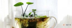 【植物】水生植物怎么养：充足日照，按时换水
