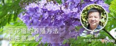 【花】蓝花楹的养殖方法和注意事项：土壤，温度