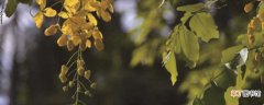 【养殖】腊肠树的养殖方法和注意事项：土壤，光温