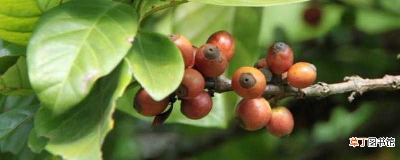 【种植】咖啡树种植和注意事项：种植方法，注意事项