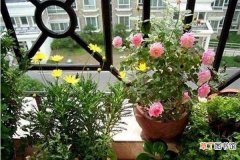 【家里】冬天“空气”干，家里水培这“4种”花，清新氧气足