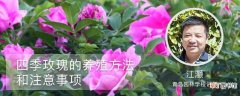 【养殖】四季玫瑰的养殖方法和注意事项：养殖方法，注意事项