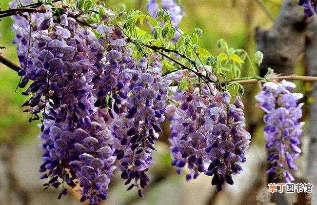 【种类】紫藤花的种类有哪些