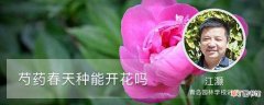 【春天】芍药春天种能开花吗：春天种能开花吗，最好的种植日期