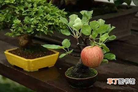 【阳台】如何种植阳台苹果：种植步骤