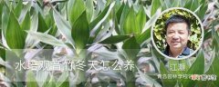【观音竹】水培观音竹冬天怎么养：温度范围，适度光照