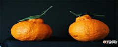 【种植】丑橘种植条件及气候