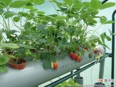 【栽培】管道草莓栽培技术