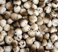 【价值】草菇的营养价值功效以及食用禁忌？