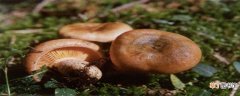 【种植】松乳菇可以人工栽培吗：种植技术，人工栽培