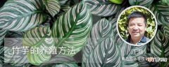 【养殖】竹芋的养殖方法：光照，温度