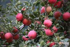 【苹果树】农村种植苹果树，技术员讲的这4种科学管理方法很“关键”