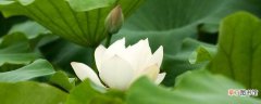 【植物】王莲是什么植物，是水生植物吗：玉莲是什么植物，养殖方法