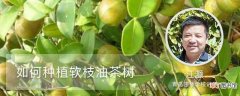 【油茶树】如何种植软枝油茶树：准备土壤，选择良种