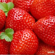 【图片】白奶油草莓图片
