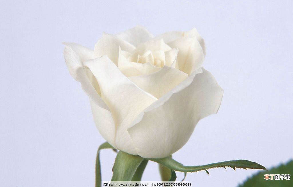 【玫瑰花】白色玫瑰花高清壁纸