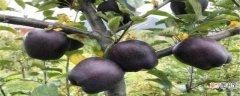 【适合】黑钻苹果简介，适合哪里种植：种植要求，简介