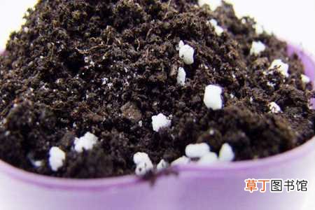 【养殖】毛毛虫花的养殖方法：花土透气，合理见光