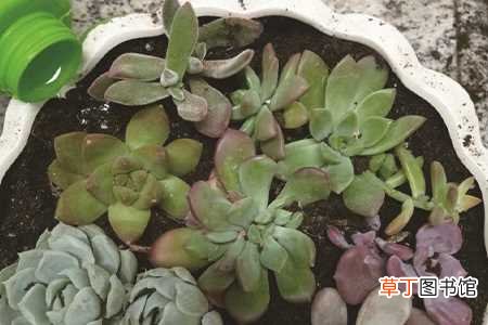 【植物】夏天植物几天浇一次水：浇水间隔时间，注意事项