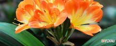 【植物】50种室内植物花卉详解