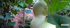 【种植方法】干葫芦籽的种植方法：种子处理，室内催芽