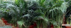 【养殖】夏威夷椰子怎么养：养殖环境，繁殖方法
