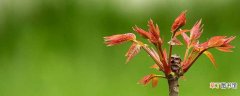 【香椿】香椿树种植最佳时间：种植最佳时间，种植方法