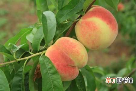 【桃子】桃子怎么种：种植时间，种植方法