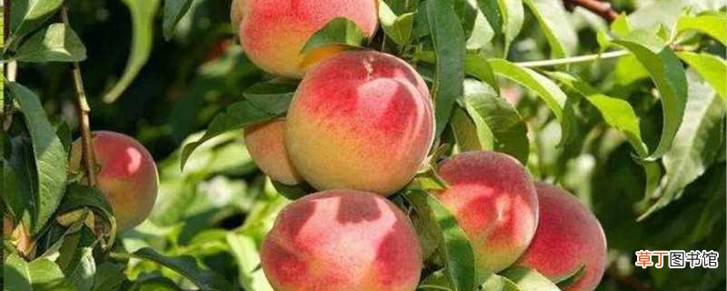 【桃子】桃子怎么种：种植时间，种植方法