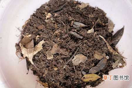 【土壤】红鹤花怎么养：土壤配制，适宜阳光
