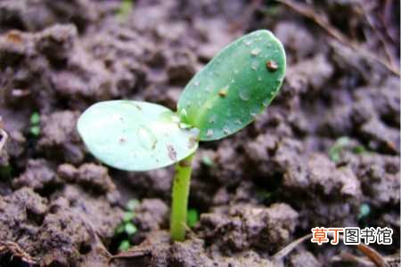 【种植】生瓜子怎么种：种植方法，后期的养护方法
