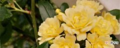 【开花】黄木香几年可以开花，黄木香有香味吗：几年可以开花，怎么养能开花