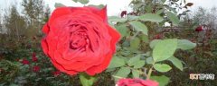 【养殖】四季玫瑰怎么养：养殖方法，注意事项